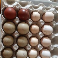 araucana gallina uova usato