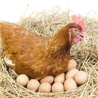 incubatrici uova oca usato