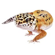 gecko usato
