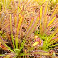 drosera capensis pianta usato