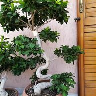 vaso bonsai usato