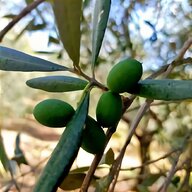 tende raccolta olive usato