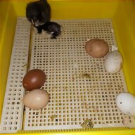 incubatrice uova tartarughe usato