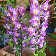 orchidee piante usato
