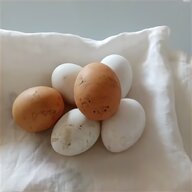 uova feconde quaglia usato