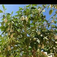 pianta pistacchio usato