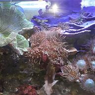 alghe marine acquario usato