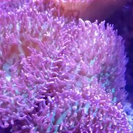 coralli molli usato