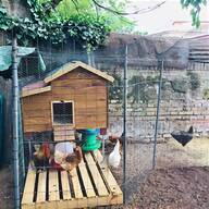 pollaio galline recinto esterno usato