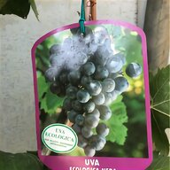 pianta uva fragola usato
