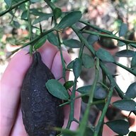 pianta kiwi usato