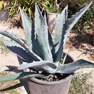 agave potatorum usato