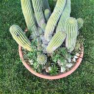 alessi cactus usato