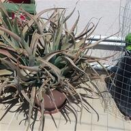 cactus gigante usato