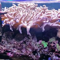 plafoniera acquario marino 60 cm usato
