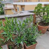 vasi piante roma usato