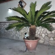 palmeiras usato