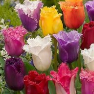 bulbi tulipani usato