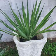 pianta yucca usato