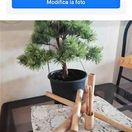 bonsai italiano usato