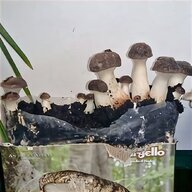 serra funghi usato