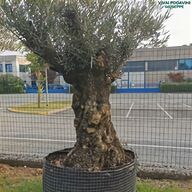 olivo piante usato