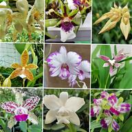orchidee vanda usato