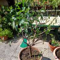 vaso bonsai usato