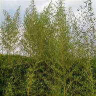 bambu piante usato