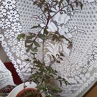 pianta kiwi usato