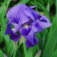 iris germanica usato