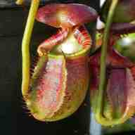 nepenthes usato