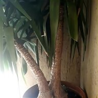yucca elephantipes usato