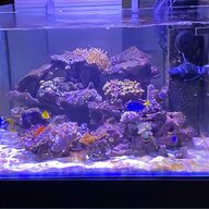coralli acquario marino usato
