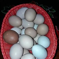 uova gallina fecondate usato