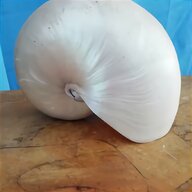 nautilus shell usato