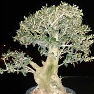 tronchese bonsai usato