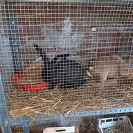 conigli ariete in vendita usato