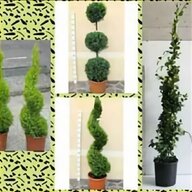 piante bonsai usato