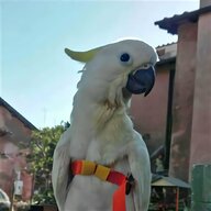 pappagallo parlante grande usato