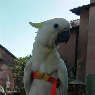 trespolo pappagalli usato