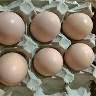 uova di galline ornamentali usato