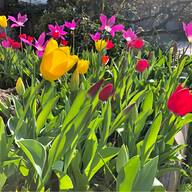 bulbi tulipani usato
