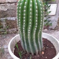 cactus v5 usato