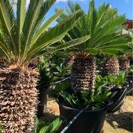 yucca pianta artificiale usato
