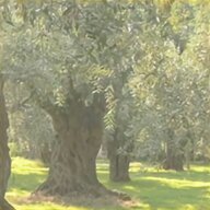 olivo piante usato