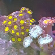 coralli marini usato