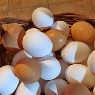 uova galline livornesi usato