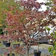 bonsai acero rosso usato