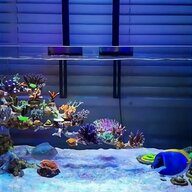 coralli acquario usato
